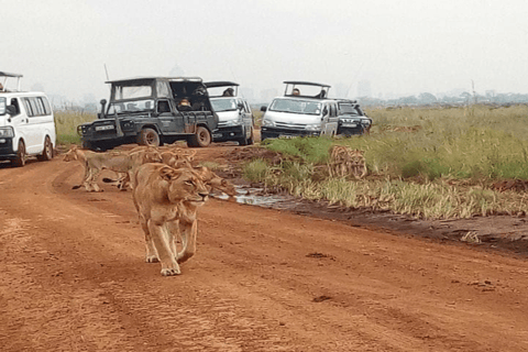 Nairobi: park narodowy, sierociniec dla słoni i centrum żyraf