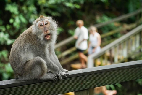 Ubud Full-Day Private Guided Tour: Temple, Waterfall & Swing Ubud Private Tour – Entry Tickets Not Included