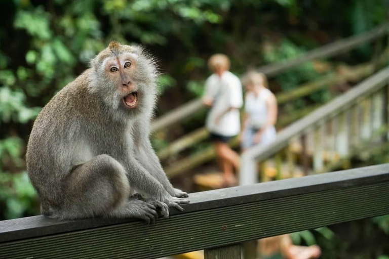 Ubud Full-Day Private Guided Tour: Temple, Waterfall & Swing Ubud Private Tour – Entry Tickets Not Included