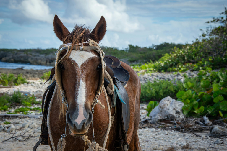 Barbados: Countryside & Rainforest Horse Riding Adventure