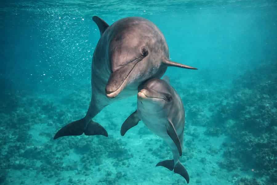 Hurghada: All-inclusive Elite VIP Dolphin House & Massage. Foto: GetYourGuide Hurghada: All-inclusive Elite VIP Dolphin House & Massage. Foto: GetYourGuide