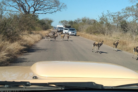 5 Tage 4 Nächte Safari Tour in Madikwe und Pilanersbeg