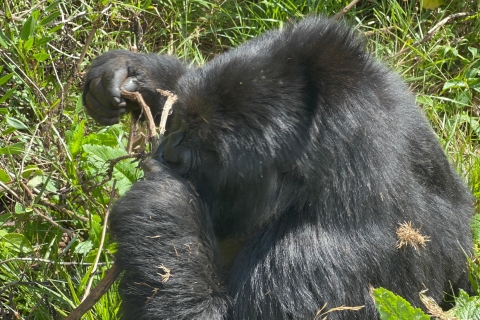 4 Day Rwanda Wildlife Tour & Uganda Gorilla Trekking Trip