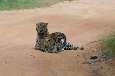 Safariturer i Yala nationalpark: morgon/kväll/heldagMorgontur på 7 timmar med frukost