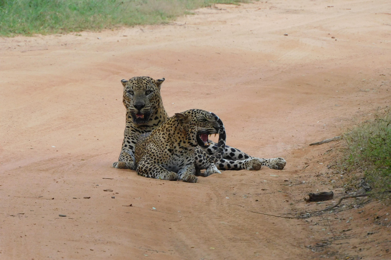 Safariturer i Yala nationalpark: morgon/kväll/heldagMorgontur på 7 timmar med frukost