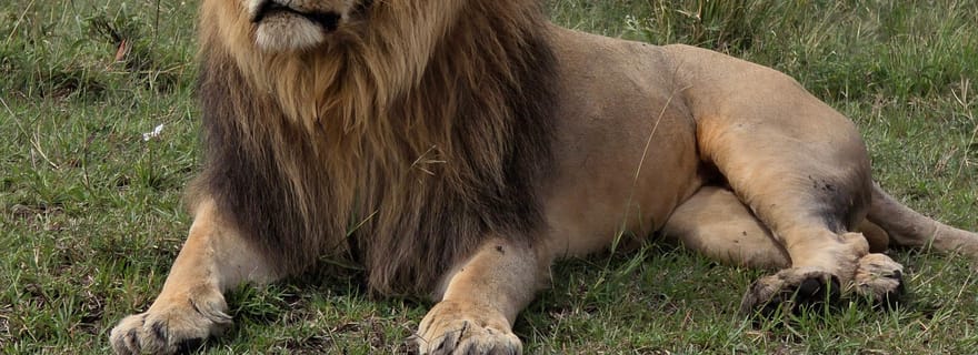 Orphelinat des Éléphants, Girafes et Parc National de Nairobi