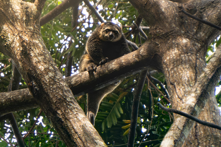 North Sulawesi, Bitung: Tangkoko Wildlife Adventure North Sulawesi, Bitung: Tangkoko Wildlife Cruise Excursion