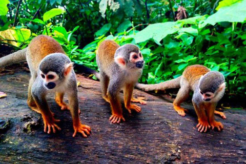 Vanuit Iquitos | Excursie naar het Apeneiland Hele dag