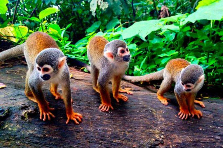 Vanuit Iquitos | Excursie naar het Apeneiland Hele dag