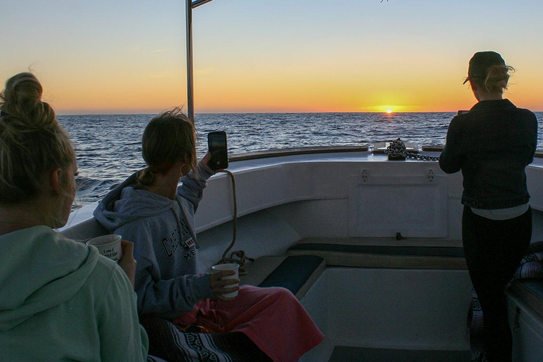 圣何塞卡波观鲸日出之旅