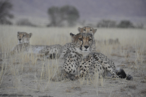 Namib Naukluft Park Trip