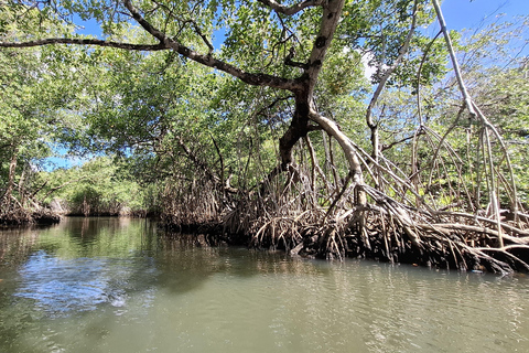 From Punta Cana: Los Haitises Tour: Mangroves, Caves + Round Mountain