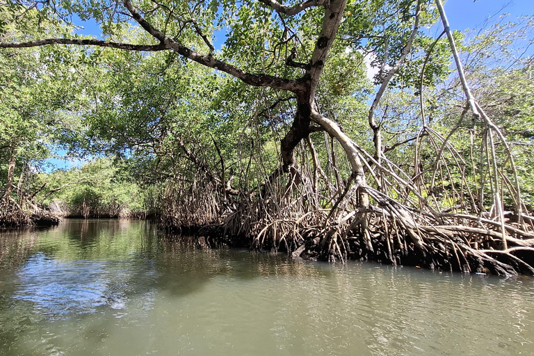 From Punta Cana: Los Haitises Tour: Mangroves, Caves + Round Mountain