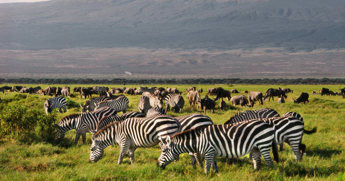 Amboseli National Park Gef Hrte Ganztagestour Getyourguide