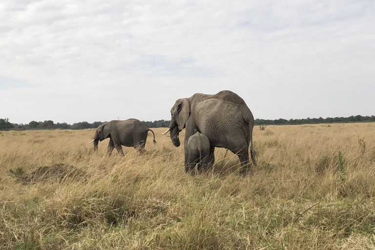 Viaggio di un giorno da Nairobi a Maasai Mara - AWNairobi: Escursione di un giorno nella Riserva Nazionale di Maasai Mara - Privato