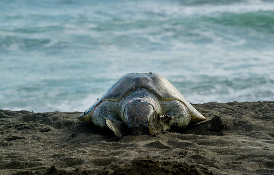 Tortuguero: Turtle Nesting Night Tour | GetYourGuide