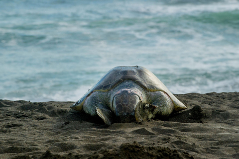 Tortuguero: Tour serale della nidificazione delle tartarughe