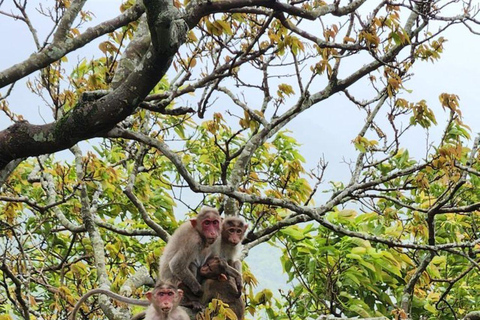 Muthurajawela Bird Watching Boat Tour & Colombo City Tour Tour from Bentota, Ahungalla, Hikkaduwa