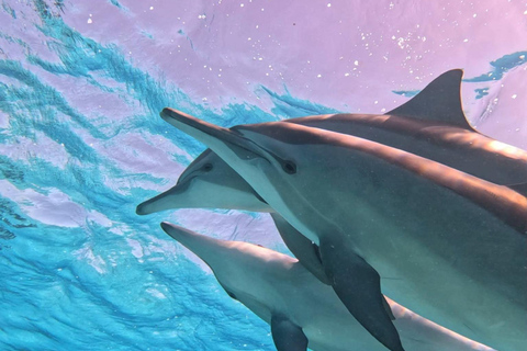 Marsa Alam: Samadai Dolphin House Snorkeling or Diving Marsa Alam: Samadai Dolphin House Snorkeling