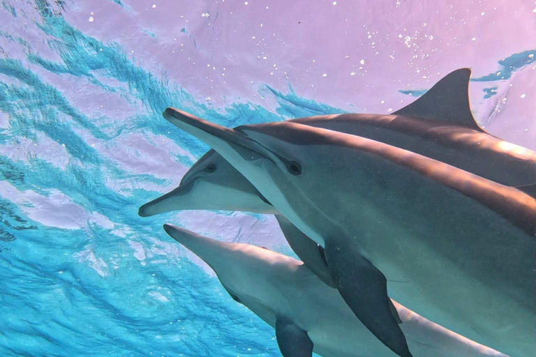 Marsa Alam: Samadai Dolphin House Snorkeling or Diving Marsa Alam: Samadai Dolphin House Snorkeling