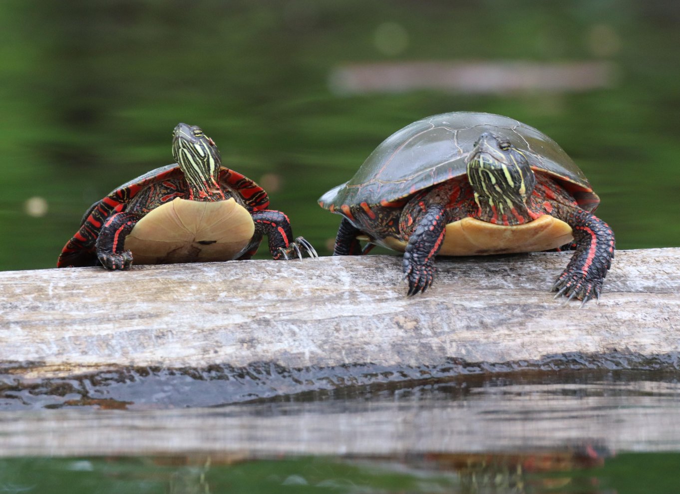 Ottawa: Kajaktur i økologisk reservat med skildpaddeobservationer