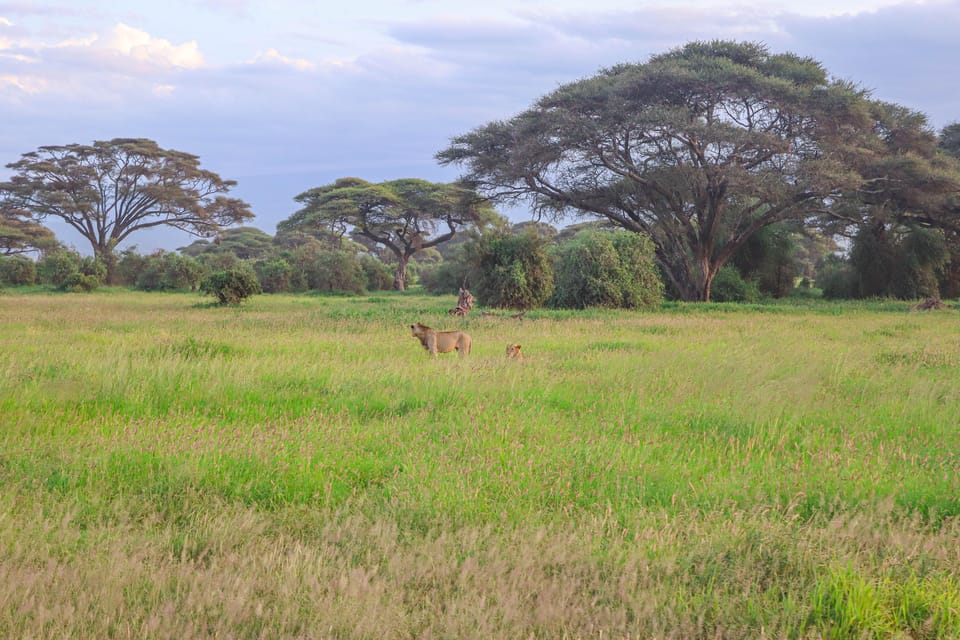 Parco Nazionale Amboseli Escursione Di Un Giorno Da Nairobi In X