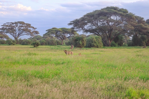 Park Narodowy Amboseli: Całodniowa wycieczka z Nairobi samochodem 4X4Park Narodowy Amboseli: całodniowa wycieczka z Nairobi