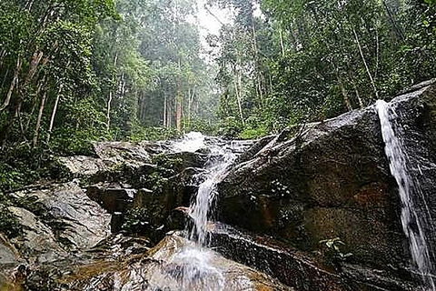 From KL: Taman Negara & Cameron Highlands (3D2N) Tour Taman Negara Canopy & Cameron 3D2N