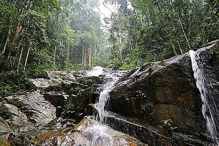 From KL: Taman Negara & Cameron Highlands (3D2N) Tour Taman Negara Canopy & Cameron 3D2N