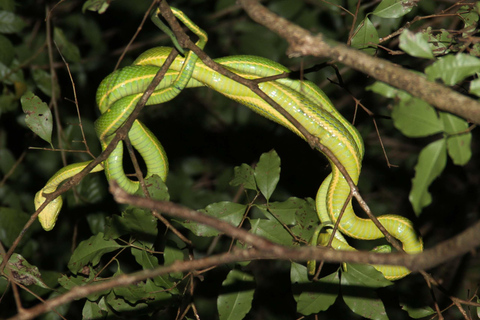 Monteverde: Private Night Tour with Wildlife Encounters