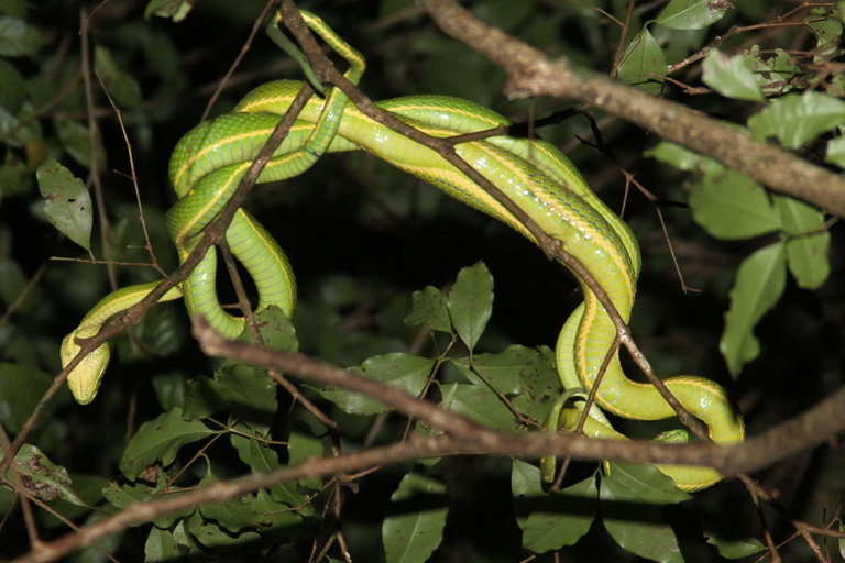 Monteverde: Private Night Tour with Wildlife Encounters