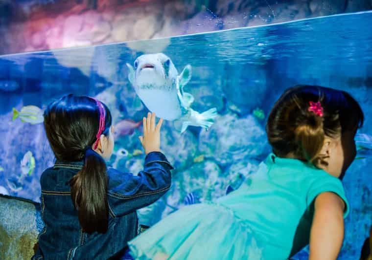 オーランド：シーライフオーランド水族館 | GetYourGuide