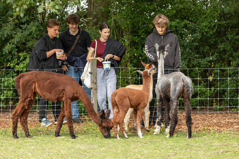 Zeeland: Alpaca Farm Visit with Alpacagolf & Meet and Feed