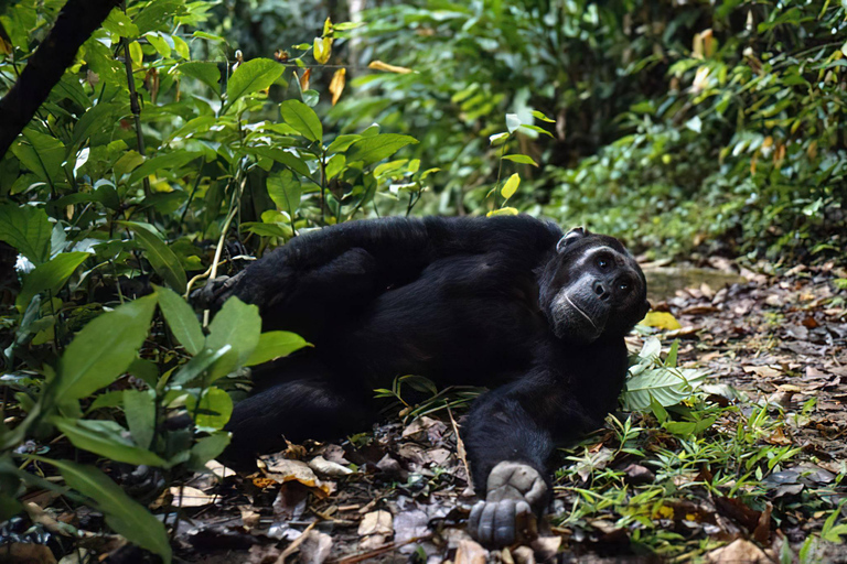 KIGOMA: Chimpanzees trekking Day Trip in Gombe national park Private Chimpanzee Trekking with Hotel Transfer and Lunch