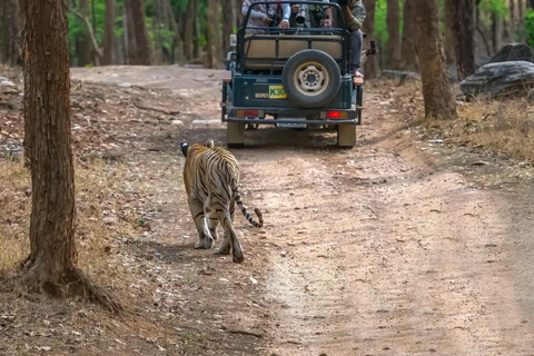 Ranthambore: core zone-1 to 5 Gypsy Tiger Safari with Lunch Ranthambore:core zone 1 to 5 canter jungle safari with lunch