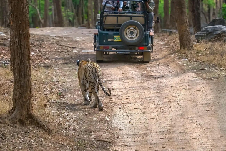 Ranthambore: core zone-1 to 5 Gypsy Tiger Safari with Lunch Ranthambore:core zone 1 to 5 canter jungle safari with lunch