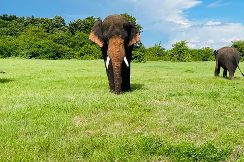 Minneriya National Park: Elephant Watching Safari with Guide Minneriya National Park: Sunrise Elephant Safari with Guide