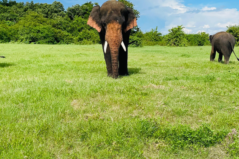 Minneriya National Park: Elephant Watching Safari with Guide Minneriya National Park: Sunrise Elephant Safari with Guide