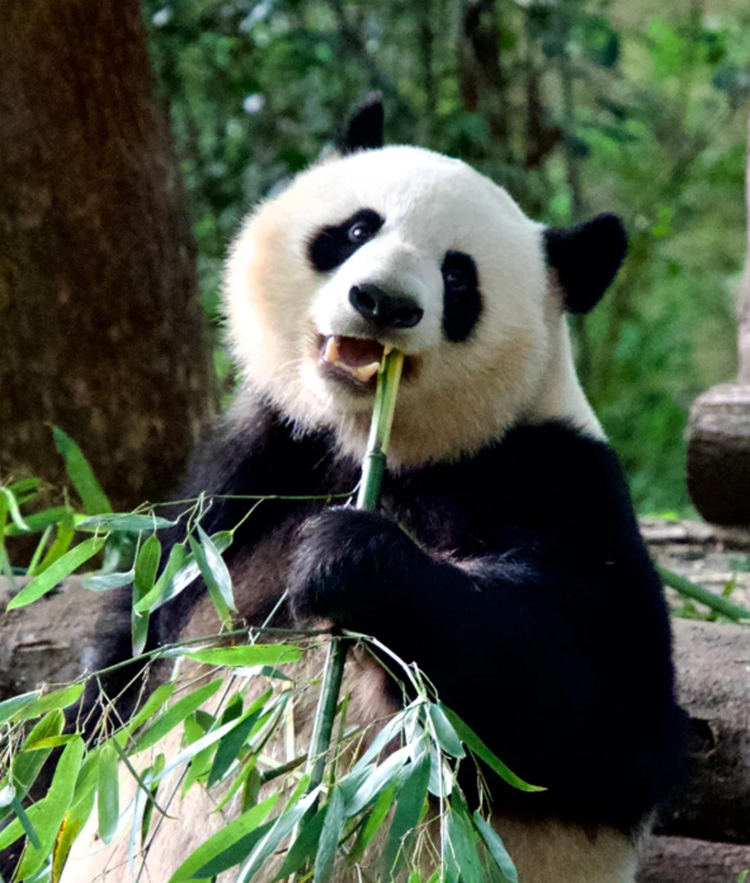 Chengdu: Sichuan-Oper, Panda-Station & Sanxingdui-Museumstour