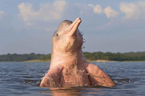 Iquitos: aventura de 6 días en la selva amazónica con comidas incluidas.Iquitos: aventura de 6 días por la selva amazónica con comidas incluidas
