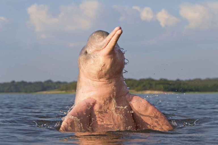 Iquitos: aventura de 6 días en la selva amazónica con comidas incluidas.Iquitos: aventura de 6 días por la selva amazónica con comidas incluidas
