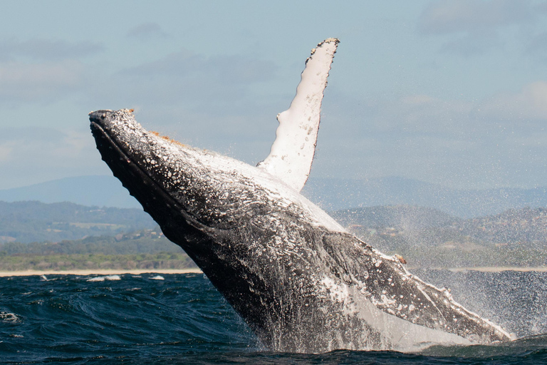 Côte d'Or : Observation des baleines