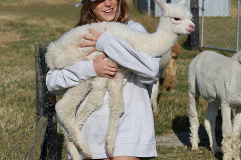 From Christchurch: Alpaca Farm Tour with Feeding and Guide
