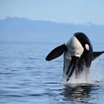 Vancouver: avvistamento di balene e fauna selvatica con foto gratuite