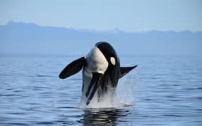 Vancouver: Whale & Wildlife Watching Tour with Free Photos