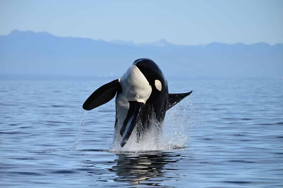 Vancouver: Wal- und Wildtierbeobachtung mit Gratis-Fotos. Foto: GetYourGuide