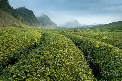 From Hanoi: Moc Chau 3-Day Guided Tour
