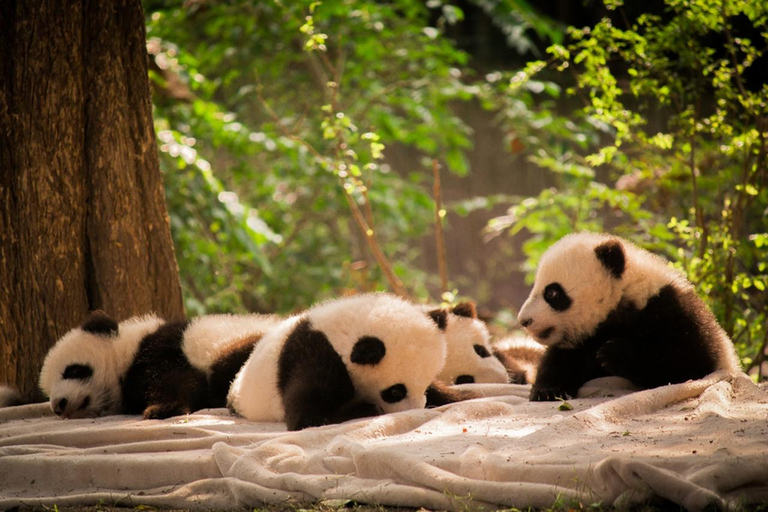 Chengdu: Half-Day Panda Base Tour with Guide Option Panda Base Tickets with Transfer and Tour Guide - Afternoon