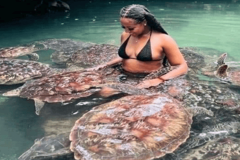 Zanzibar: Mnemba Dolphins Snorkel & Baraka Aquarium Turtles Hotel transfers anywhere in Zanzibar