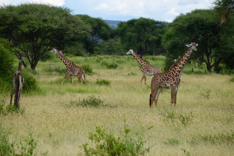 Arusha: Tarangire National Park Day Safari Joining Safari (1-2 People)